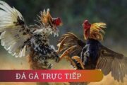 Đá gà trực tiếp là hình thức cá cược mới lạ